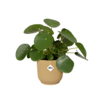 vibes fold rond 16cm botergeel